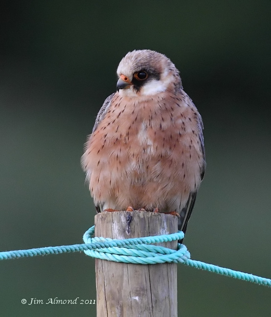 Red footed Falcon on post cu   Ledbury 8 6 11  IMG_1721